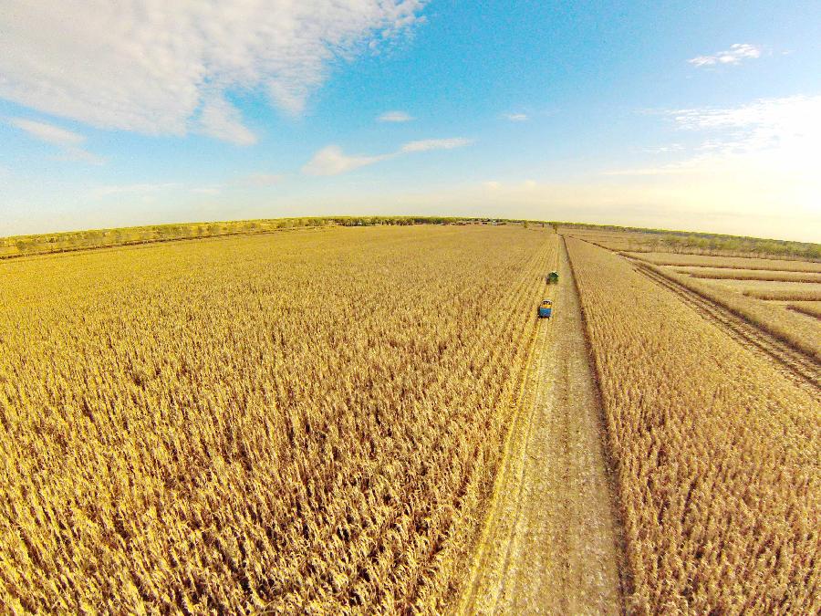 CHINA-JILIN-HARVEST(CN)