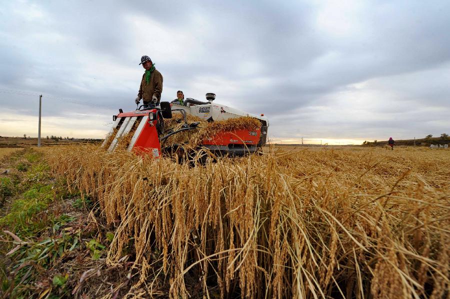 CHINA-JILIN-HARVEST(CN)