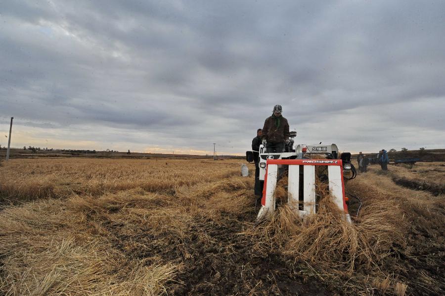 CHINA-JILIN-HARVEST(CN)