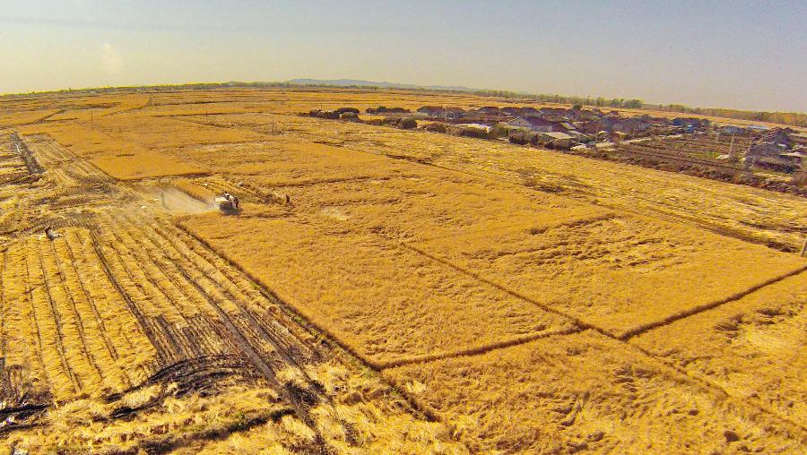 CHINA-JILIN-HARVEST(CN)