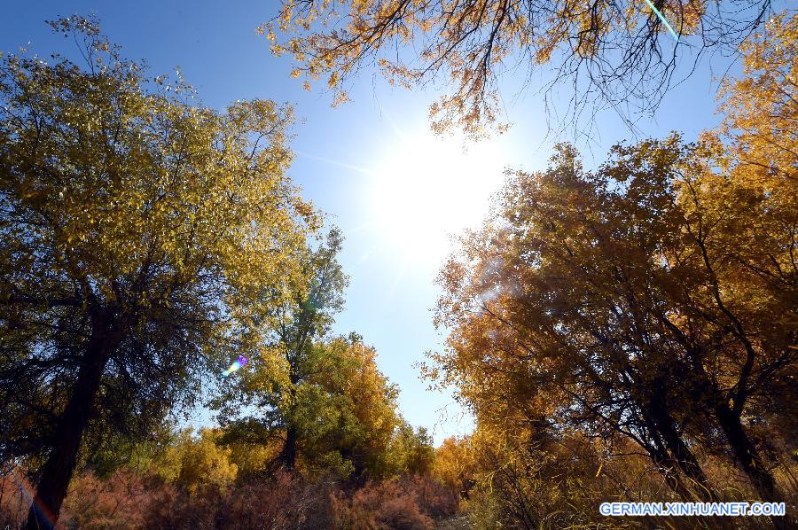 CHINA-GANSU-DESERT-AUTUMN SCENERY (CN)