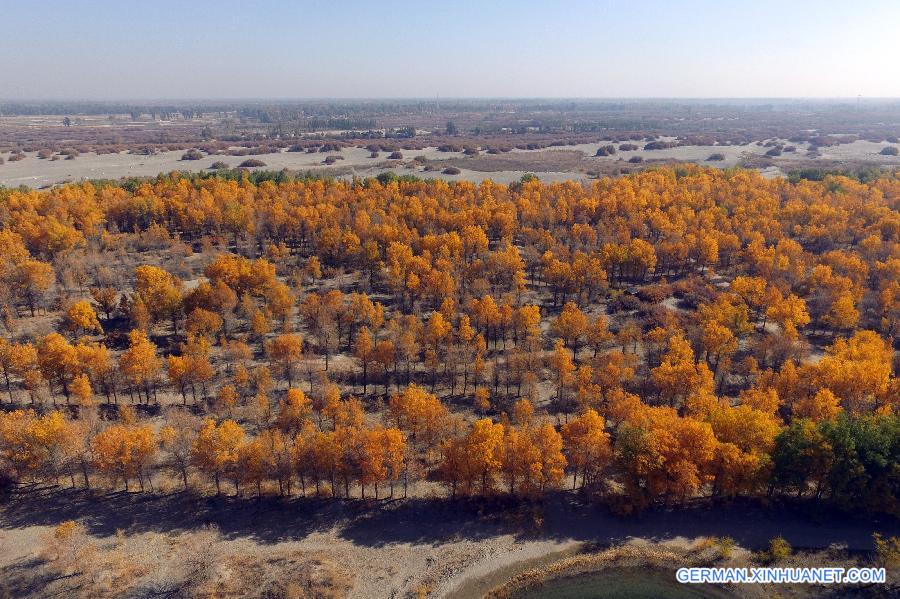 CHINA-GANSU-DESERT-AUTUMN SCENERY (CN)