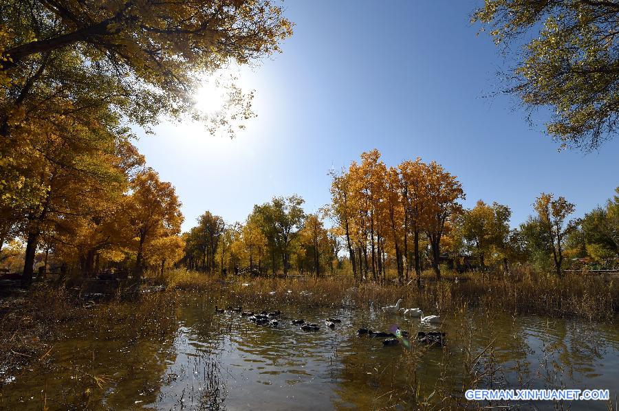 CHINA-GANSU-DESERT-AUTUMN SCENERY (CN)