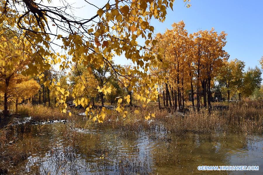 CHINA-GANSU-DESERT-AUTUMN SCENERY (CN)