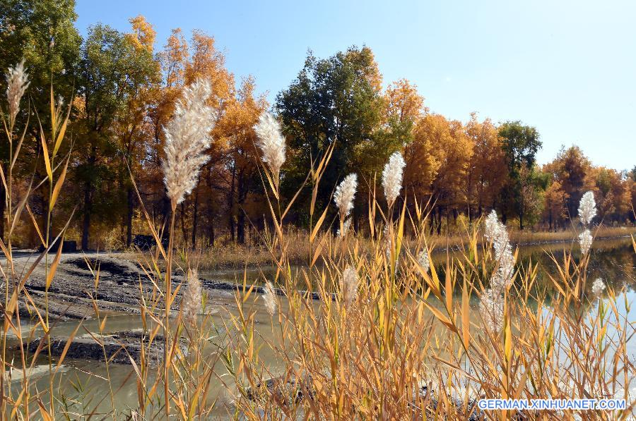 CHINA-GANSU-DESERT-AUTUMN SCENERY (CN)