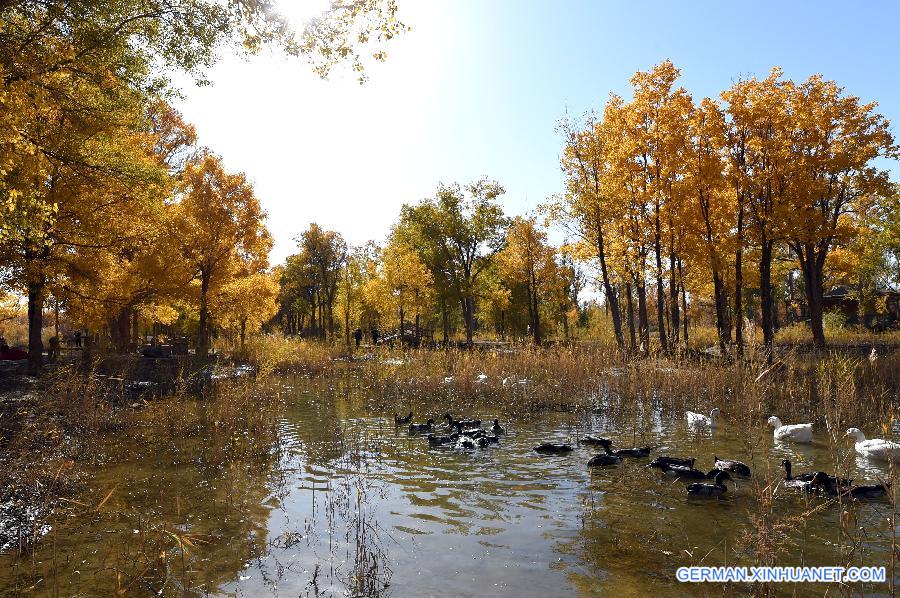 CHINA-GANSU-DESERT-AUTUMN SCENERY (CN)