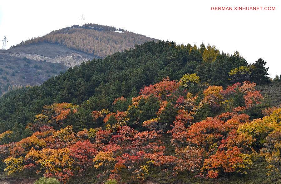 CHINA-NINGXIA-LIUPAN MOUNTAINS-AUTUMN SCENERY (CN)