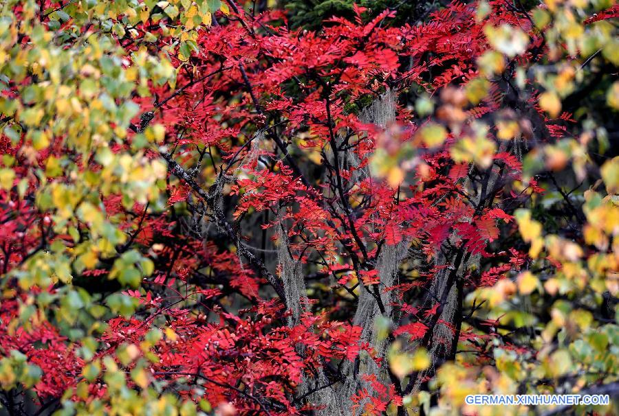 CHINA-YUNNAN-AUTUMN SCENERY (CN)