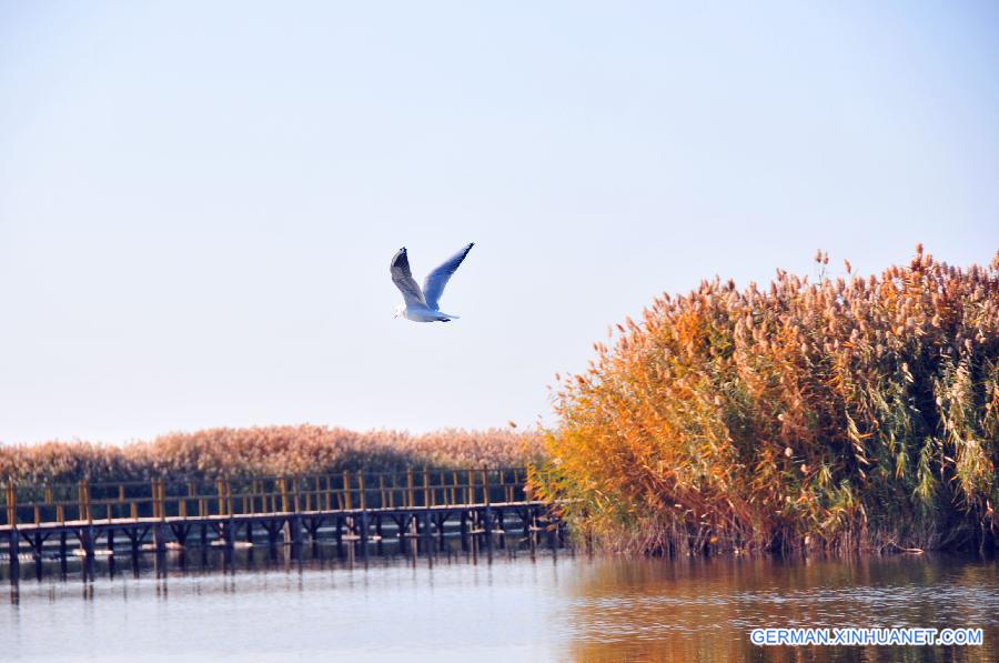 CHINA-INNER MONGOLIA-AUTUMN (CN)