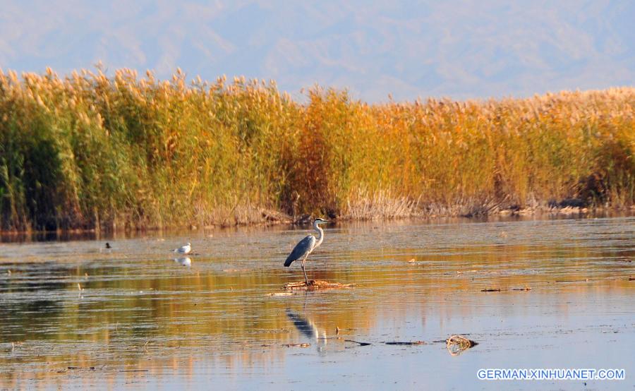 CHINA-INNER MONGOLIA-AUTUMN (CN)