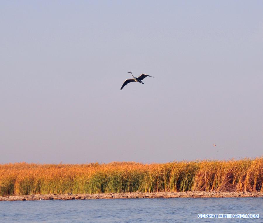 CHINA-INNER MONGOLIA-AUTUMN (CN)