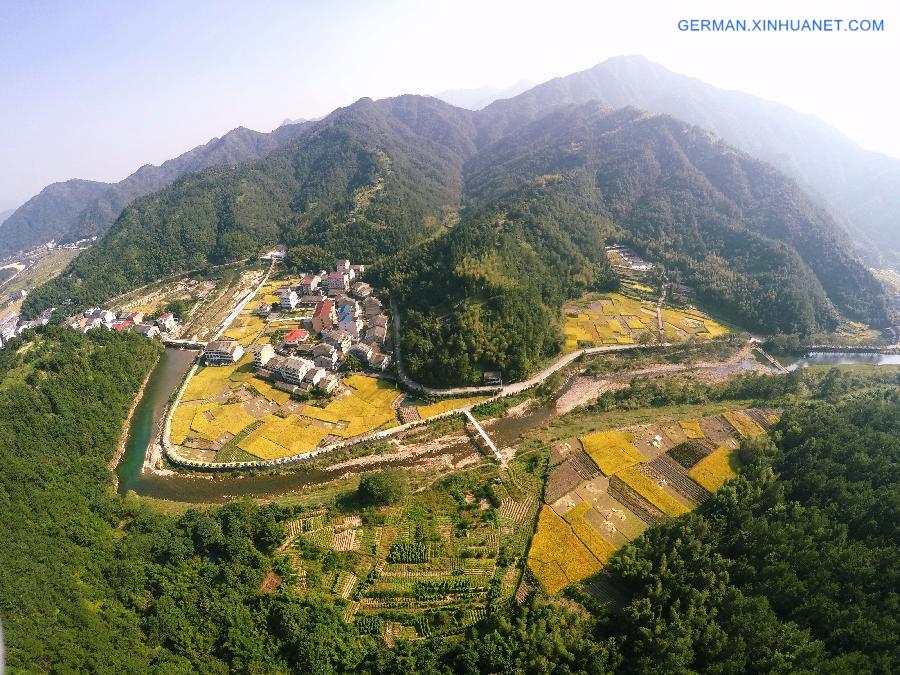 #CHINA-WENZHOU-RICE FIELD-SCENERY(CN)