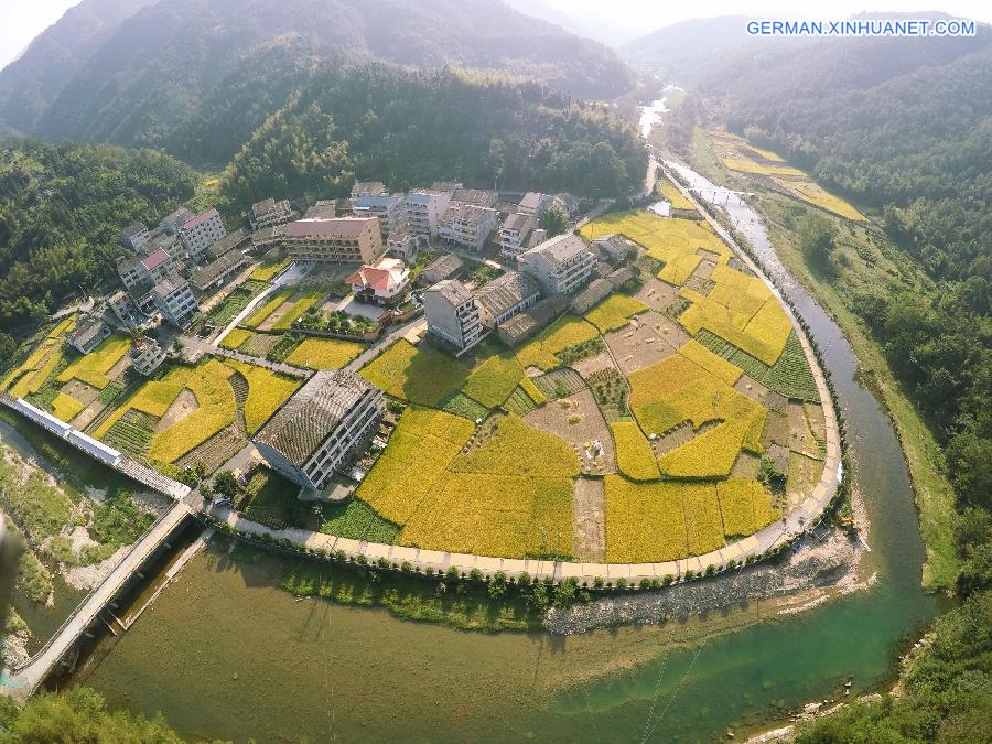 #CHINA-WENZHOU-RICE FIELD-SCENERY(CN)