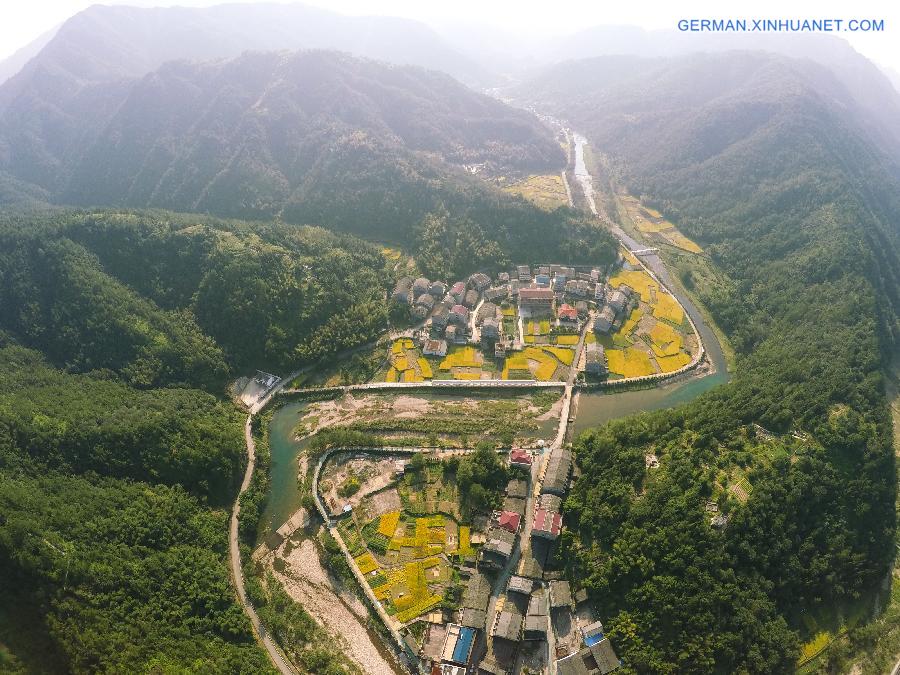 #CHINA-WENZHOU-RICE FIELD-SCENERY(CN)