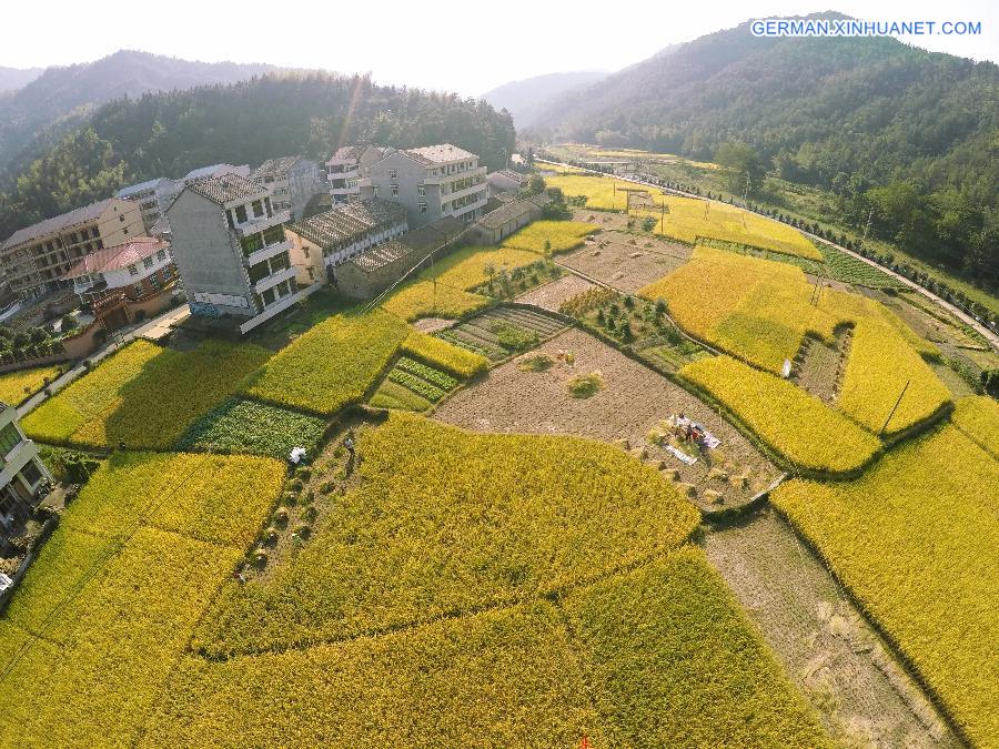 #CHINA-WENZHOU-RICE FIELD-SCENERY(CN)