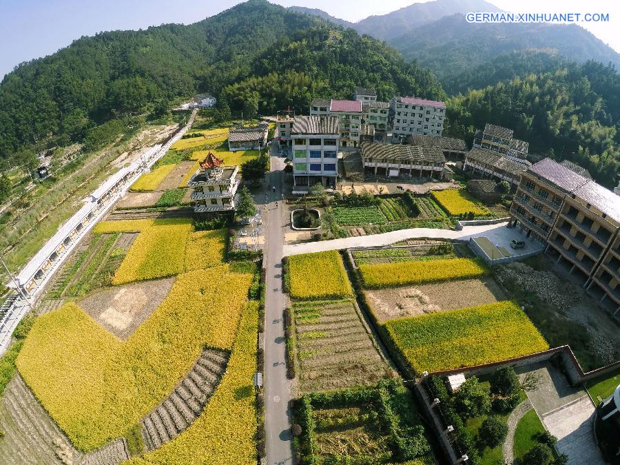 #CHINA-WENZHOU-RICE FIELD-SCENERY(CN)