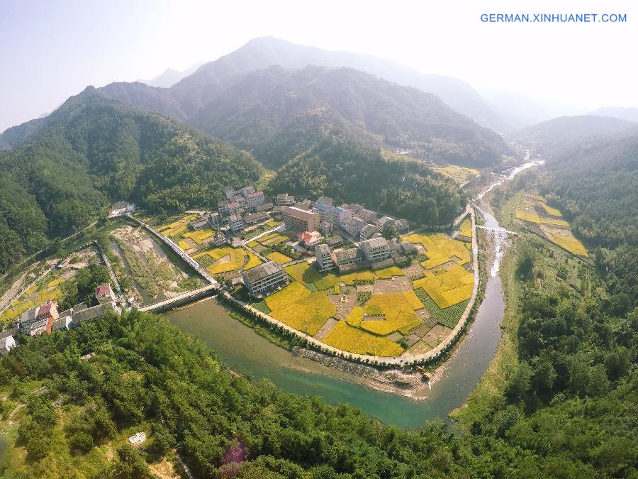 #CHINA-WENZHOU-RICE FIELD-SCENERY(CN)