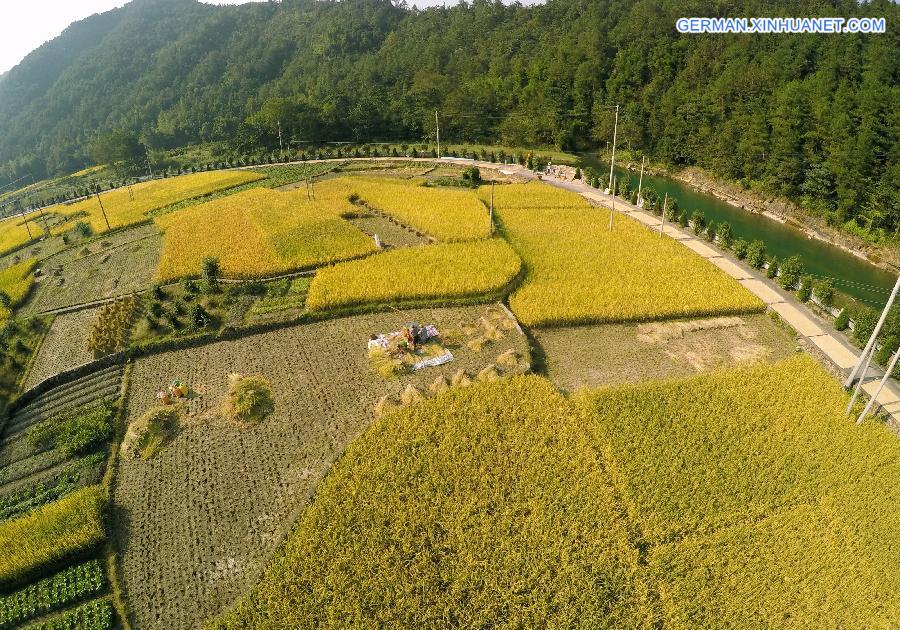 #CHINA-WENZHOU-RICE FIELD-SCENERY(CN)