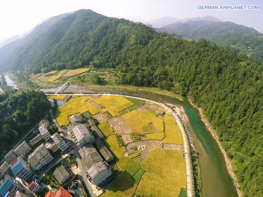 #CHINA-WENZHOU-RICE FIELD-SCENERY(CN)