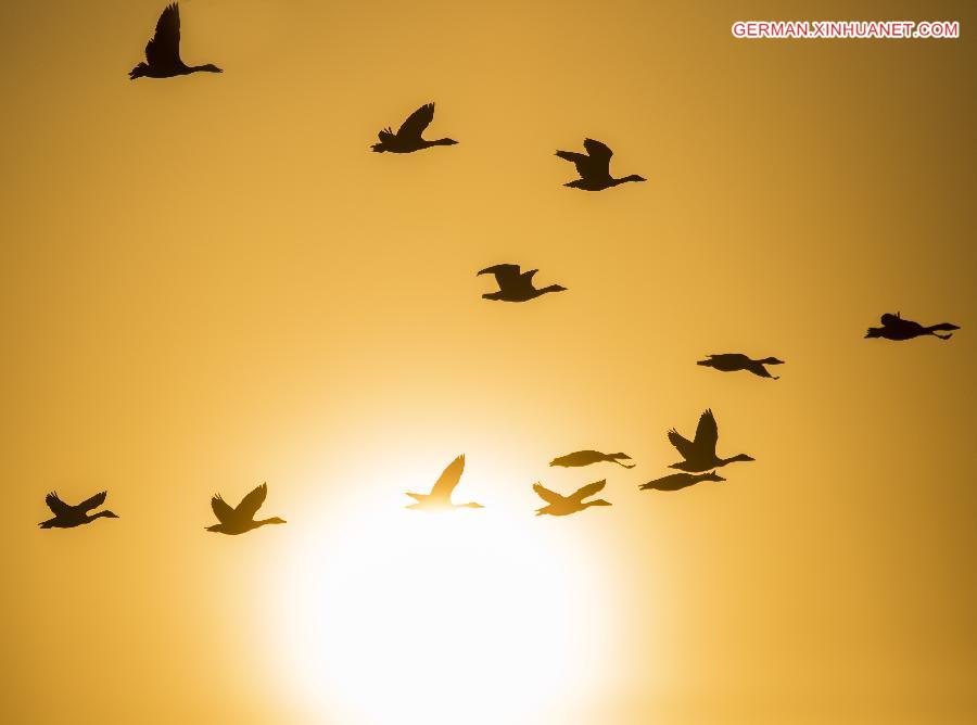 #CHINA-JIANGXI-POYANG LAKE-MIGRATORY BIRDS (CN)