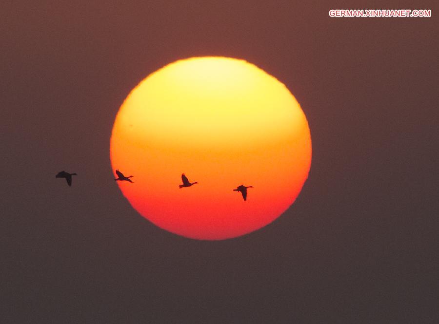 #CHINA-JIANGXI-POYANG LAKE-MIGRATORY BIRDS (CN)