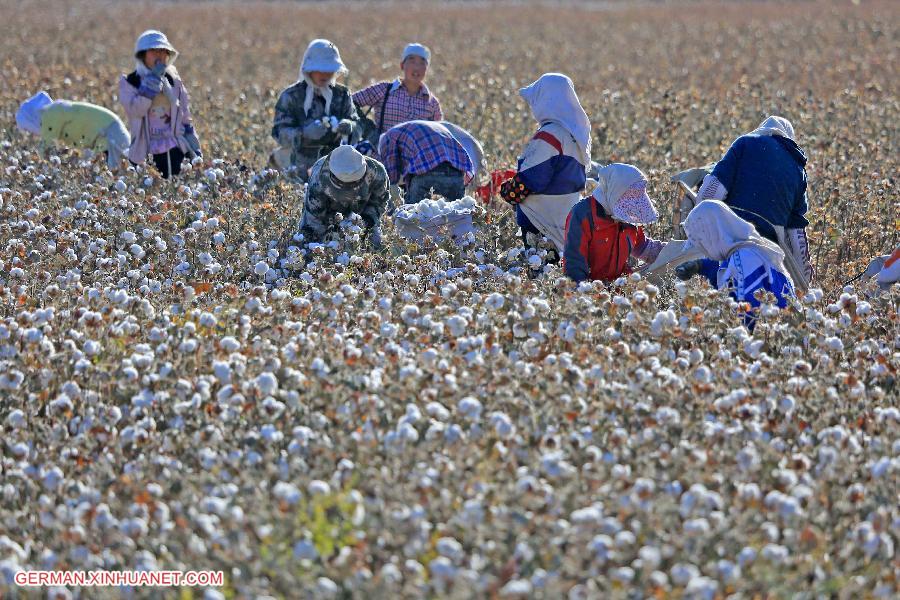 #CHINA-XINJIANG-HAMI-COTTON HARVEST (CN) 