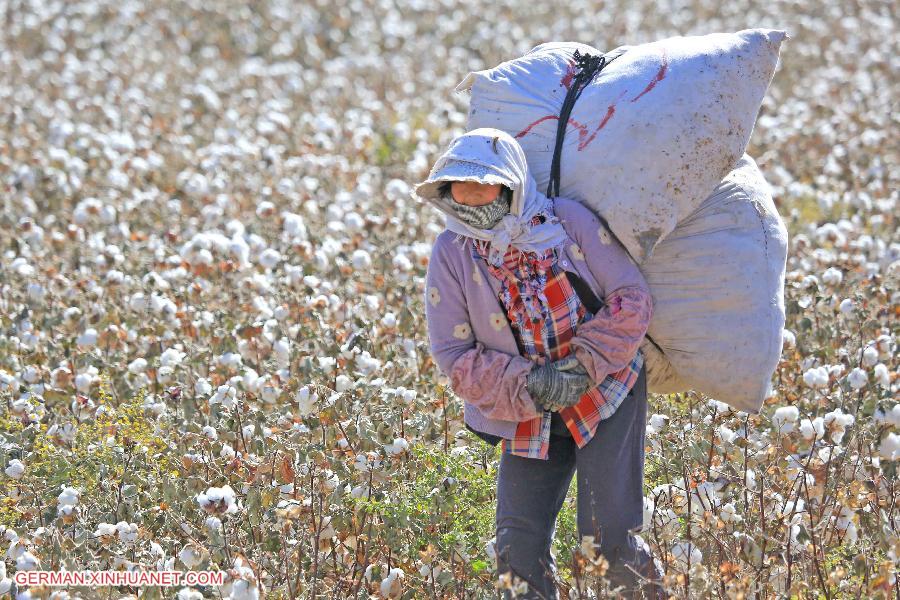 #CHINA-XINJIANG-HAMI-COTTON HARVEST (CN) 