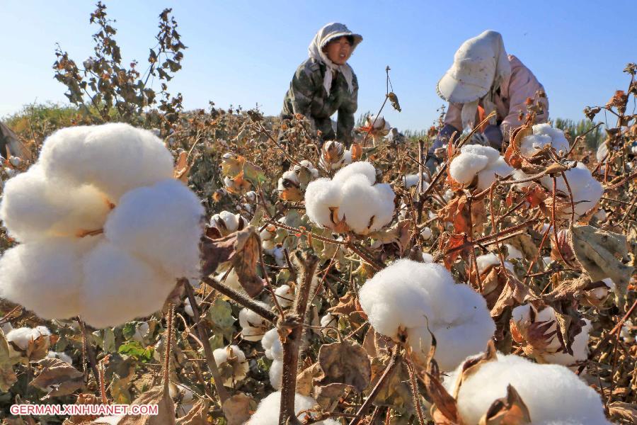 #CHINA-XINJIANG-HAMI-COTTON HARVEST (CN) 