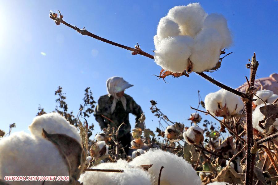 #CHINA-XINJIANG-HAMI-COTTON HARVEST (CN) 