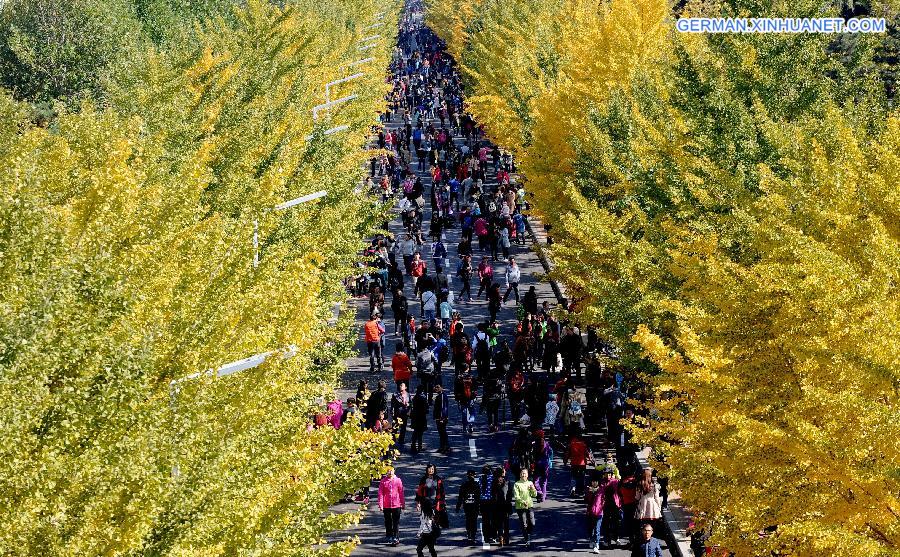 #CHINA-SHENYANG-GINGKO TREES(CN)