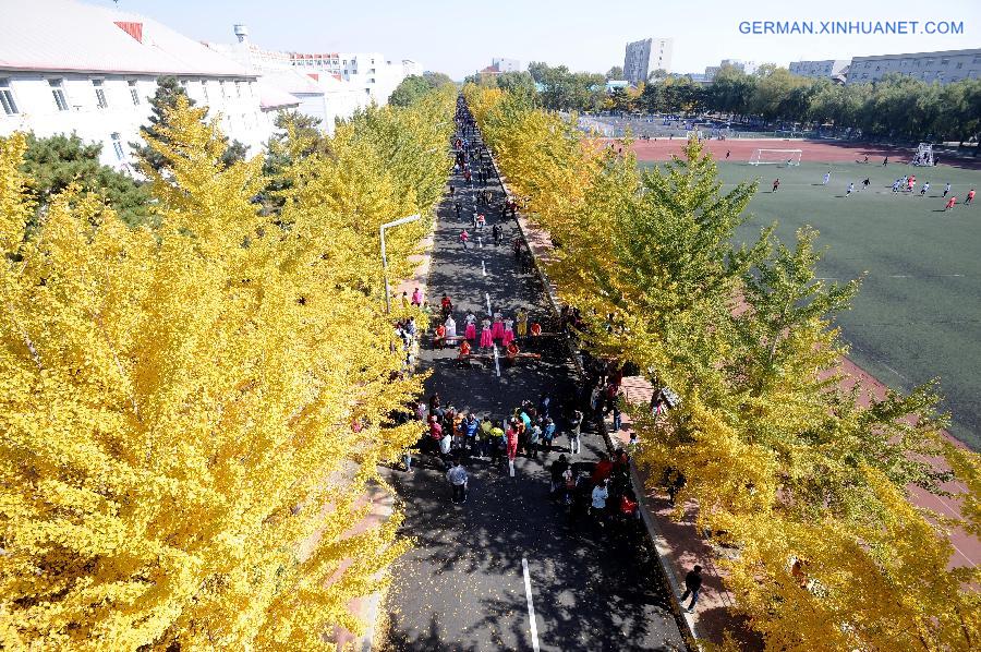 #CHINA-SHENYANG-GINGKO TREES(CN)