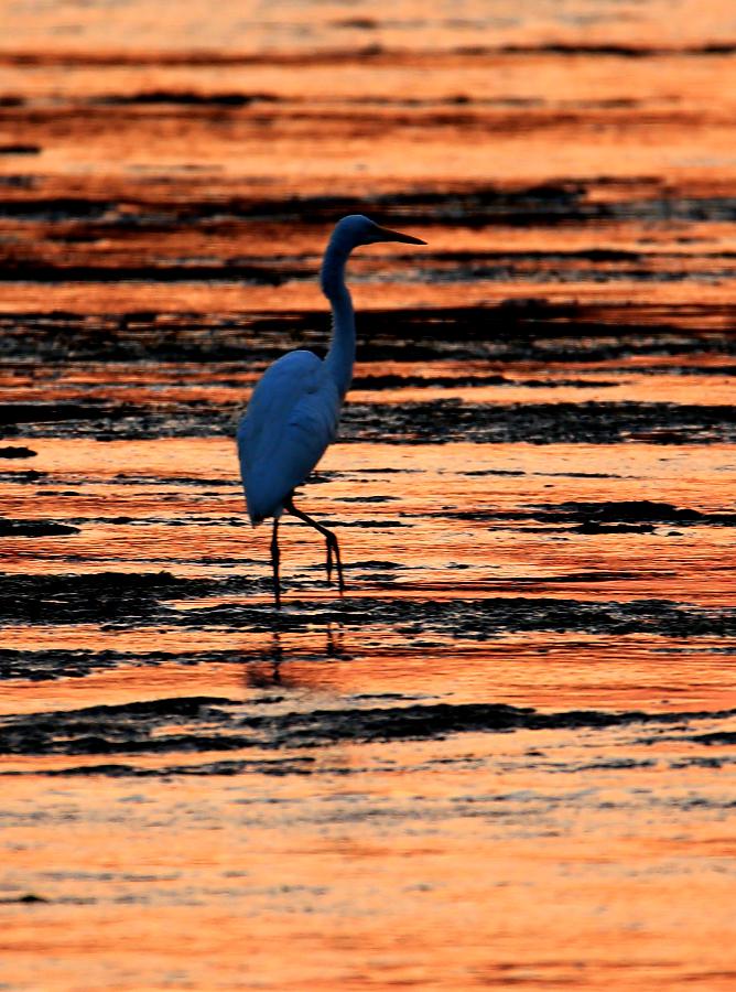 #CHINA-ANHUI-HUANGSHAN-EGRETS (CN)