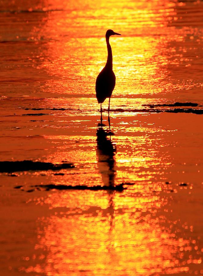 #CHINA-ANHUI-HUANGSHAN-EGRETS (CN)