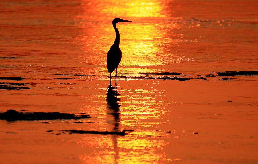 #CHINA-ANHUI-HUANGSHAN-EGRETS (CN)