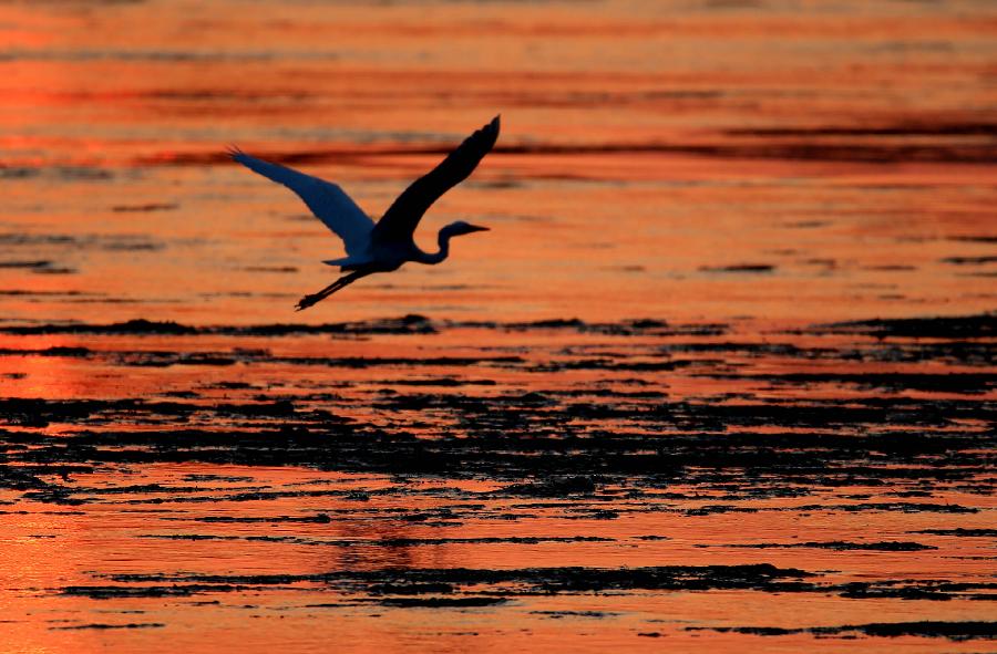 #CHINA-ANHUI-HUANGSHAN-EGRETS (CN)