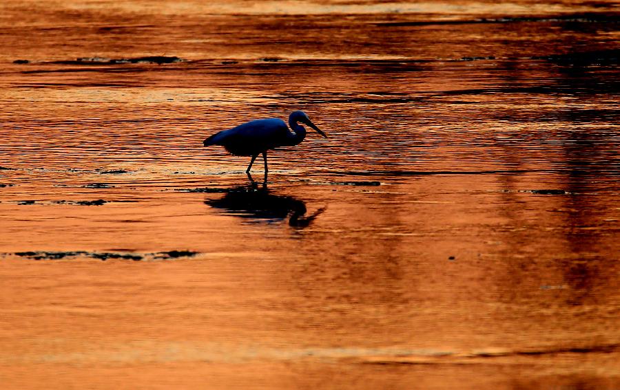 #CHINA-ANHUI-HUANGSHAN-EGRETS (CN)