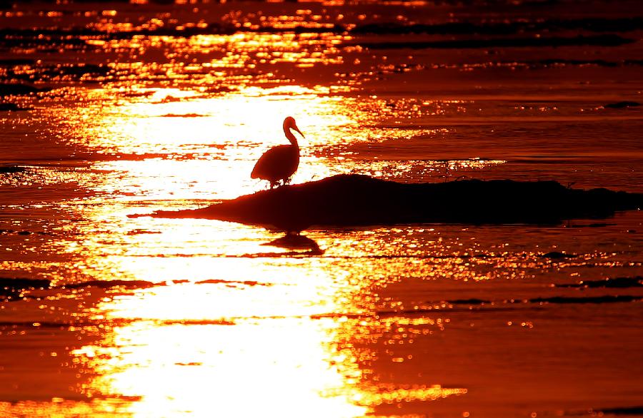 #CHINA-ANHUI-HUANGSHAN-EGRETS (CN)