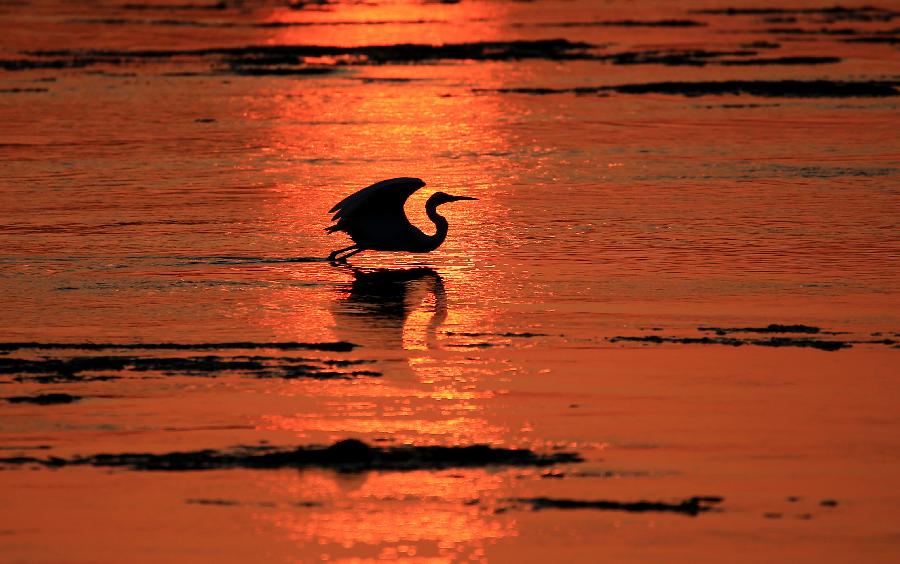 #CHINA-ANHUI-HUANGSHAN-EGRETS (CN)