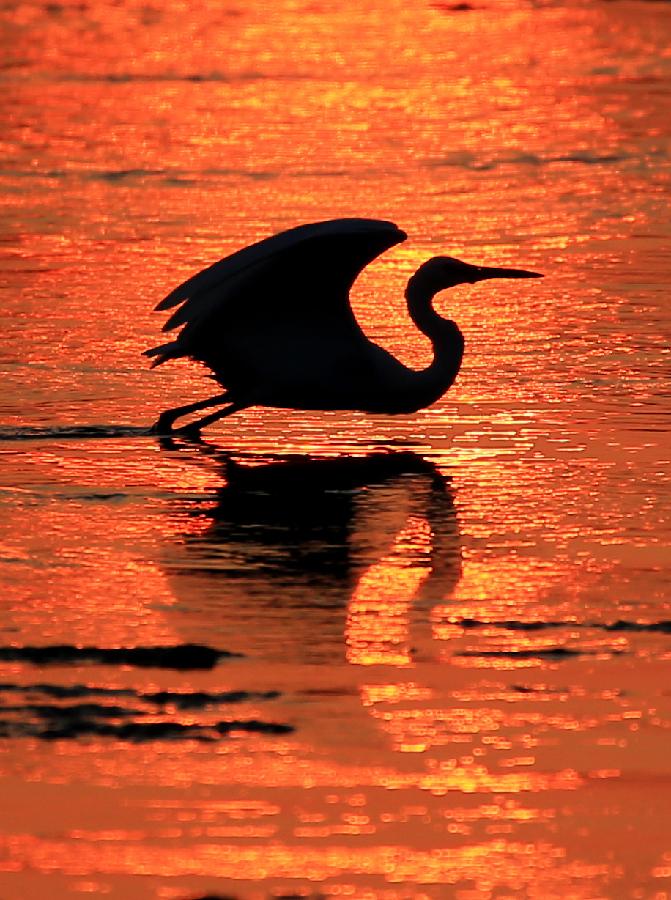 #CHINA-ANHUI-HUANGSHAN-EGRETS (CN)