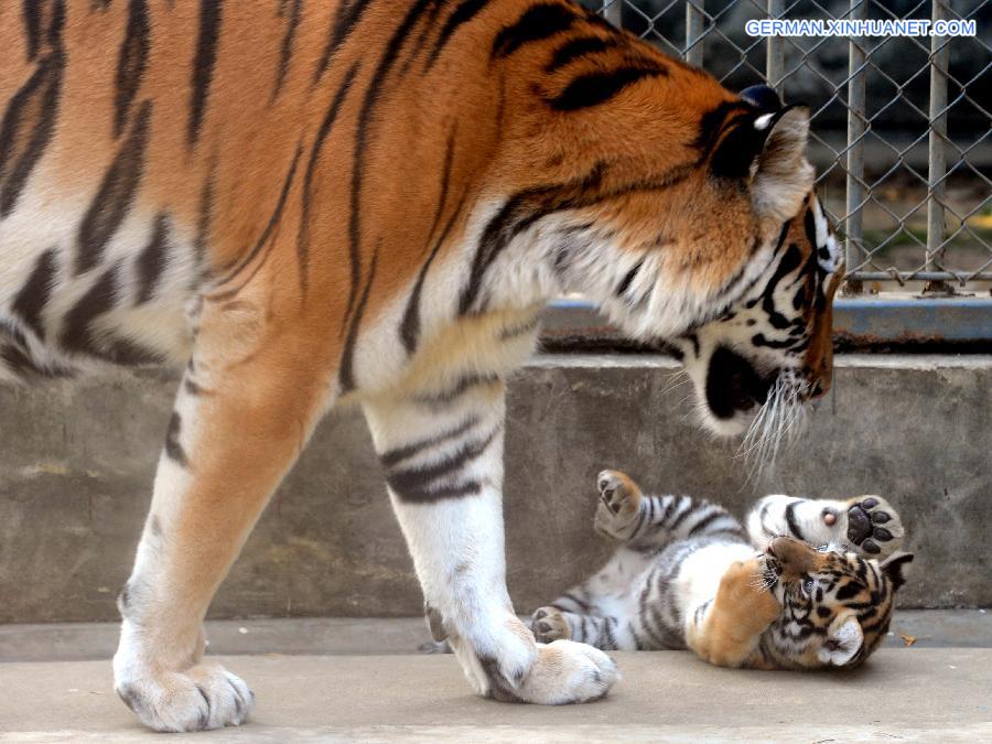 #CHINA-SUZHOU-SIBERIAN TIGER-CUB(CN)