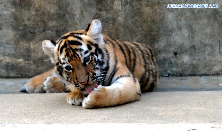 #CHINA-SUZHOU-SIBERIAN TIGER-CUB(CN)