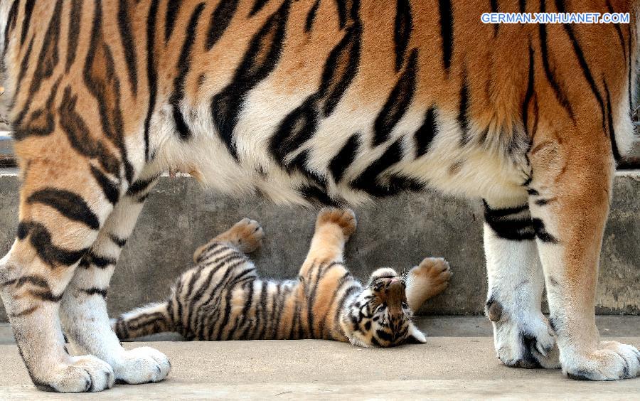 #CHINA-SUZHOU-SIBERIAN TIGER-CUB(CN)