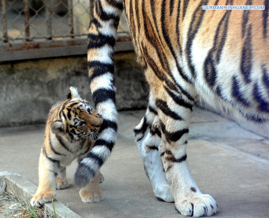 #CHINA-SUZHOU-SIBERIAN TIGER-CUB(CN)