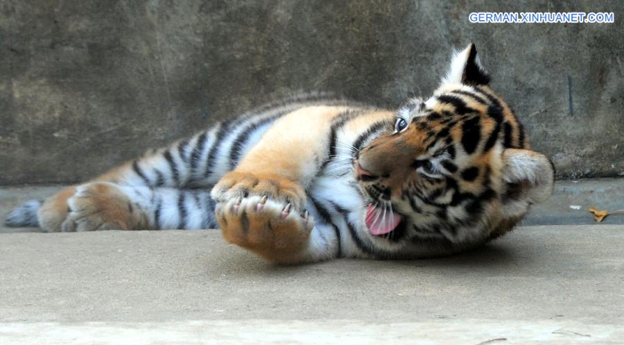 #CHINA-SUZHOU-SIBERIAN TIGER-CUB(CN)