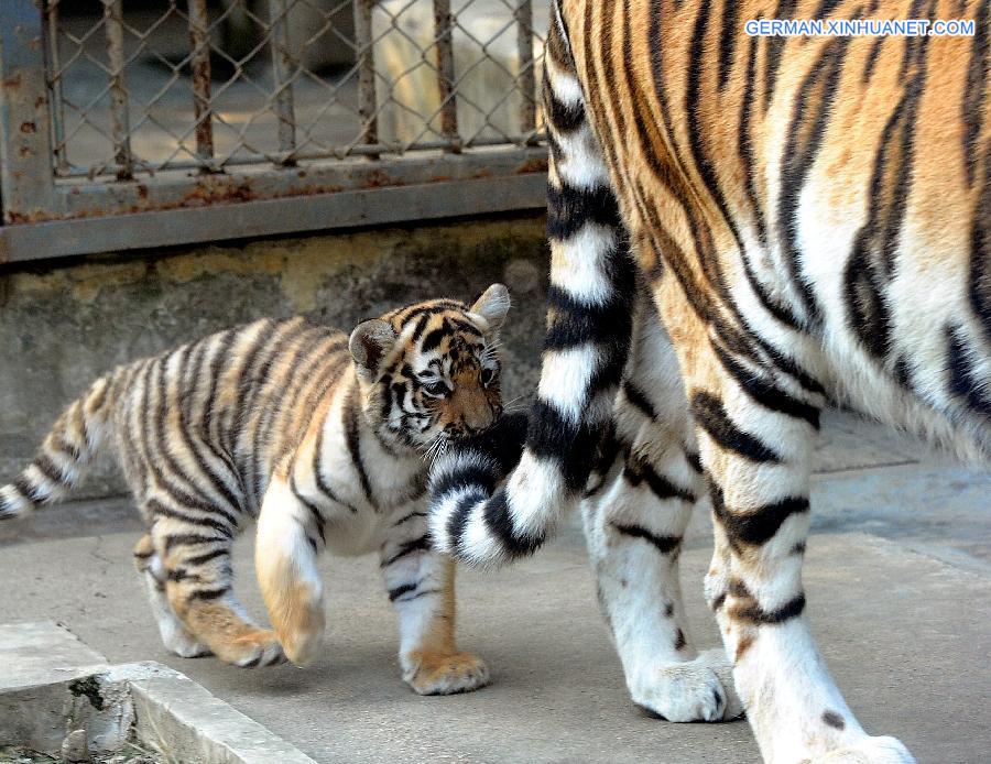 #CHINA-SUZHOU-SIBERIAN TIGER-CUB(CN)