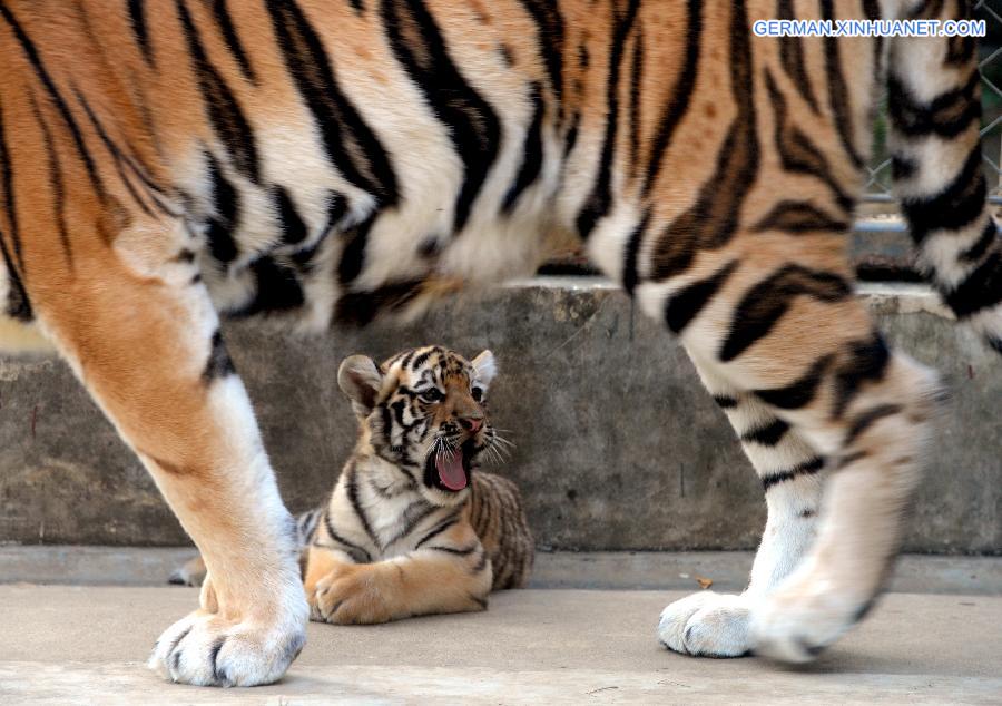 #CHINA-SUZHOU-SIBERIAN TIGER-CUB(CN)