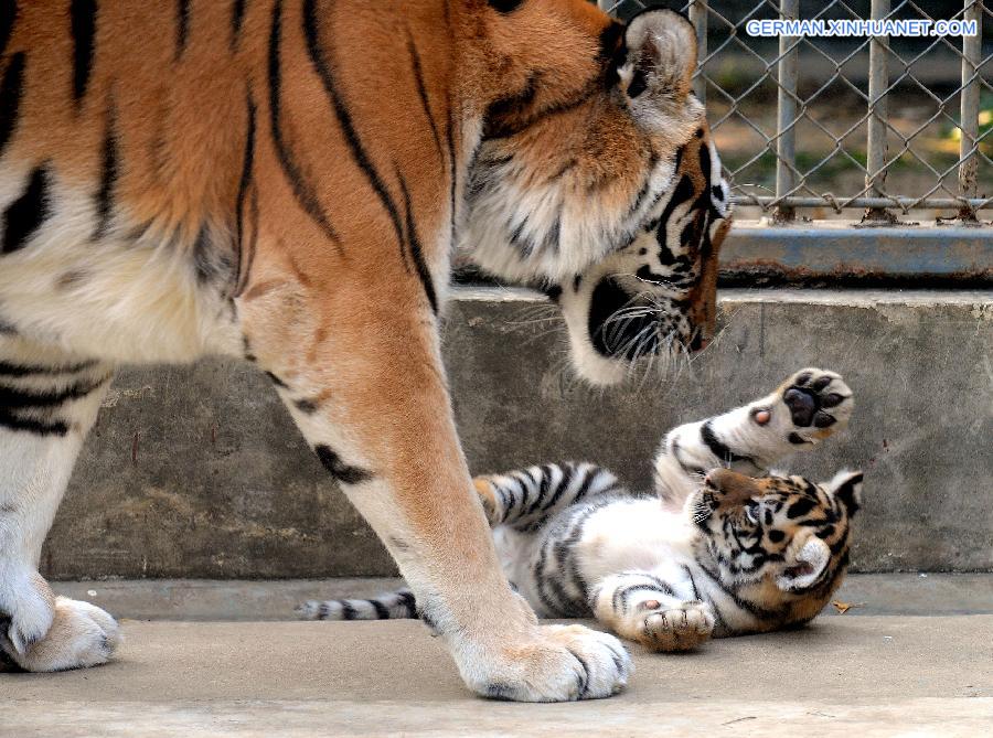 #CHINA-SUZHOU-SIBERIAN TIGER-CUB(CN)