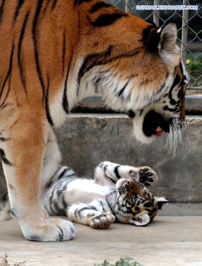 #CHINA-SUZHOU-SIBERIAN TIGER-CUB(CN)