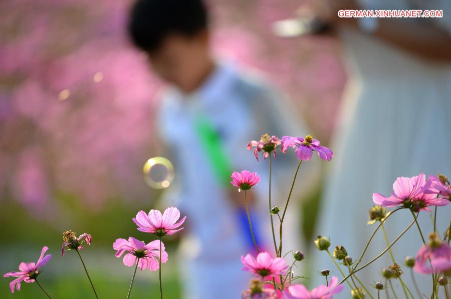 #（生态）（4）江苏宿迁秋日花海荡漾