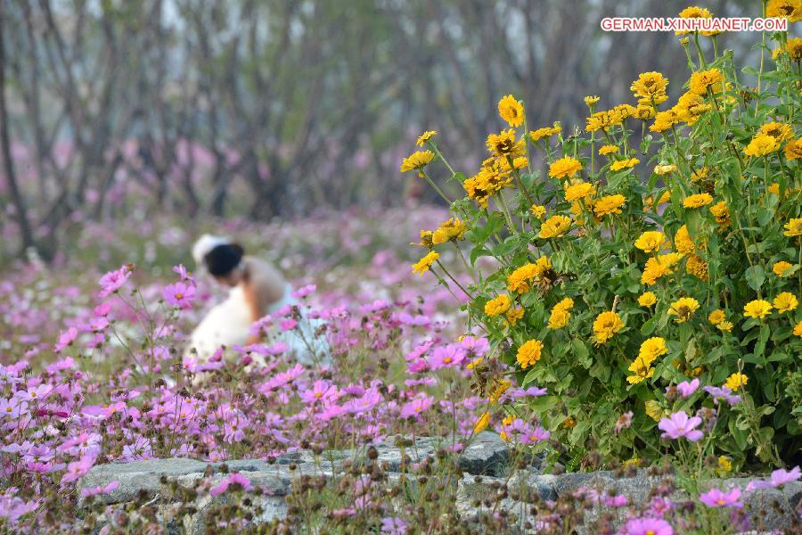 #（生态）（1）江苏宿迁秋日花海荡漾